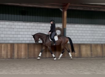 KWPN, Wałach, 3 lat, 177 cm, Gniada