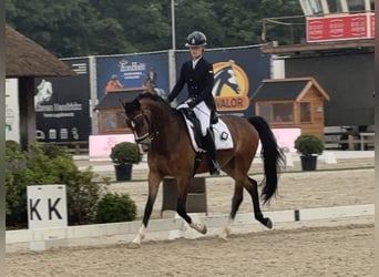 KWPN, Wałach, 4 lat, 160 cm, Gniada