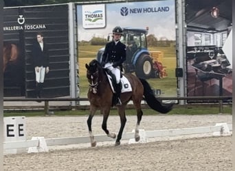 KWPN, Wałach, 4 lat, 160 cm, Gniada
