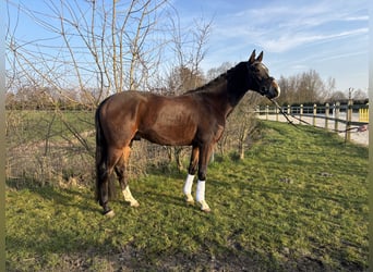 KWPN, Wałach, 4 lat, 160 cm, Gniada