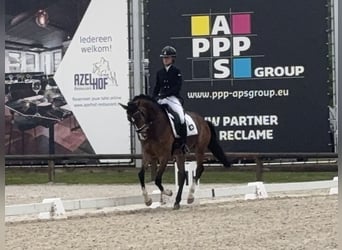 KWPN, Wałach, 4 lat, 160 cm, Gniada