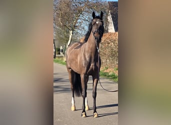 KWPN, Wałach, 4 lat, 160 cm, Kara