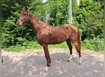 KWPN, Wałach, 4 lat, 162 cm, Kasztanowata