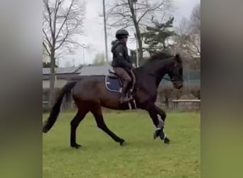 KWPN, Wałach, 4 lat, 163 cm, Ciemnogniada