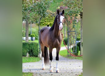 KWPN, Wałach, 4 lat, 163 cm, Gniada