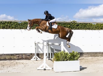 KWPN, Wałach, 4 lat, 163 cm