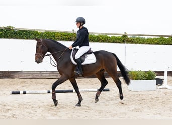 KWPN, Wałach, 4 lat, 163 cm