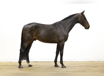 KWPN, Wałach, 4 lat, 163 cm