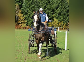 KWPN, Wałach, 4 lat, 164 cm, Gniada