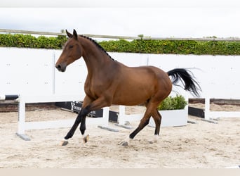 KWPN, Wałach, 4 lat, 165 cm, Gniada