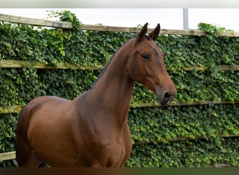 KWPN, Wałach, 4 lat, 165 cm, Gniada