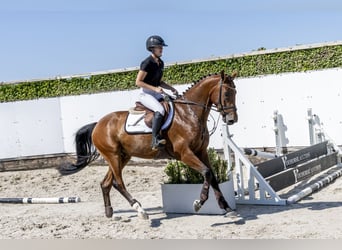 KWPN, Wałach, 4 lat, 165 cm, Gniada