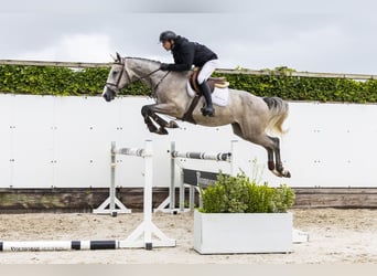 KWPN, Wałach, 4 lat, 165 cm, Siwa