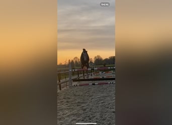 KWPN, Wałach, 4 lat, 165 cm, Siwa