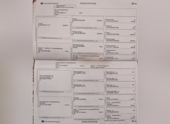 KWPN, Wałach, 4 lat, 165 cm, Skarogniada
