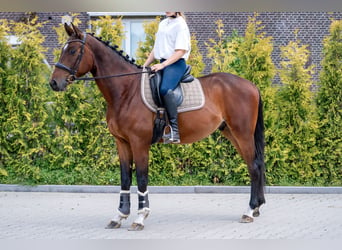 KWPN, Wałach, 4 lat, 166 cm, Gniada