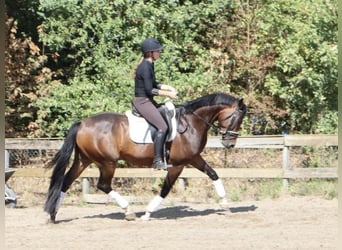 KWPN, Wałach, 4 lat, 166 cm, Gniada