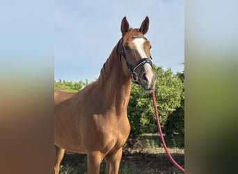 KWPN Mix, Wałach, 4 lat, 166 cm, Kasztanowata