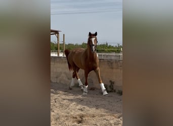KWPN Mix, Wałach, 4 lat, 166 cm, Kasztanowata