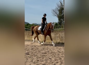KWPN Mix, Wałach, 4 lat, 166 cm, Kasztanowata