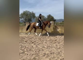 KWPN Mix, Wałach, 4 lat, 166 cm, Kasztanowata