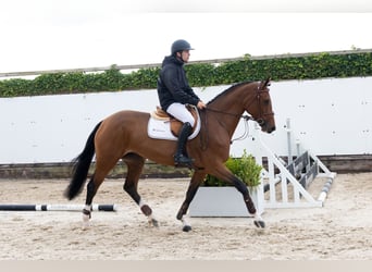 KWPN, Wałach, 4 lat, 167 cm, Ciemnogniada