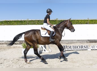 KWPN, Wałach, 4 lat, 167 cm, Gniada