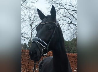 KWPN, Wałach, 4 lat, 167 cm, Kara