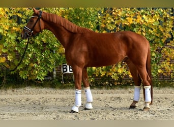 KWPN, Wałach, 4 lat, 167 cm, Kasztanowata