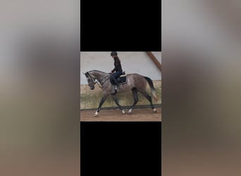 KWPN, Wałach, 4 lat, 167 cm, Siwa jabłkowita