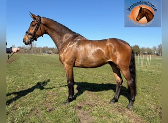KWPN, Wałach, 4 lat, 168 cm, Ciemnogniada