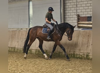 KWPN, Wałach, 4 lat, 168 cm, Gniada