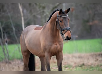 KWPN, Wałach, 4 lat, 168 cm, Gniada