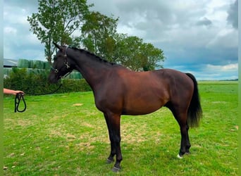 KWPN, Wałach, 4 lat, 168 cm, Kara