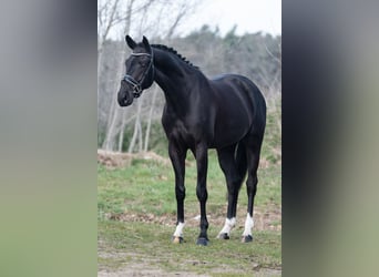 KWPN, Wałach, 4 lat, 168 cm, Kara