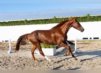 KWPN, Wałach, 4 lat, 168 cm, Kasztanowata