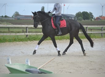 KWPN, Wałach, 4 lat, 168 cm, Skarogniada