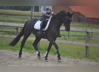 KWPN, Wałach, 4 lat, 168 cm, Skarogniada