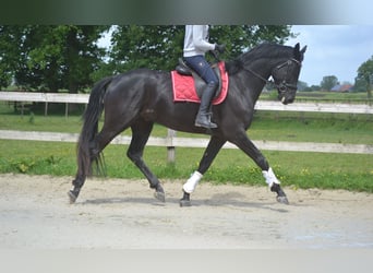 KWPN, Wałach, 4 lat, 168 cm, Skarogniada