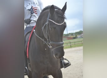 KWPN, Wałach, 4 lat, 168 cm, Skarogniada