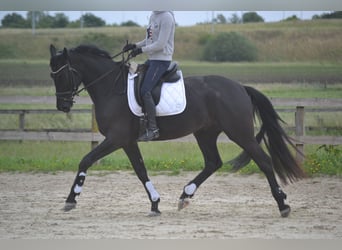 KWPN, Wałach, 4 lat, 168 cm, Skarogniada