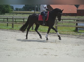 KWPN, Wałach, 4 lat, 168 cm, Skarogniada
