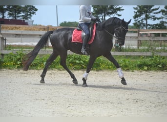 KWPN, Wałach, 4 lat, 168 cm, Skarogniada