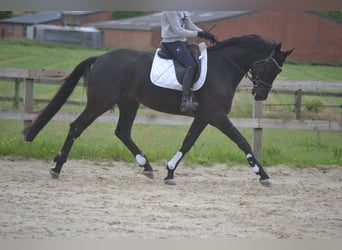 KWPN, Wałach, 4 lat, 168 cm, Skarogniada