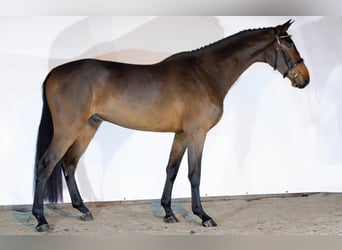 KWPN, Wałach, 4 lat, 169 cm, Ciemnogniada