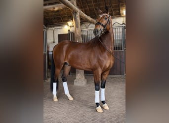 KWPN, Wałach, 4 lat, 169 cm, Gniada