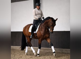 KWPN, Wałach, 4 lat, 169 cm, Gniada