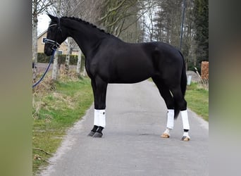 KWPN, Wałach, 4 lat, 169 cm, Kara