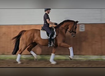 KWPN, Wałach, 4 lat, 169 cm, Kasztanowata