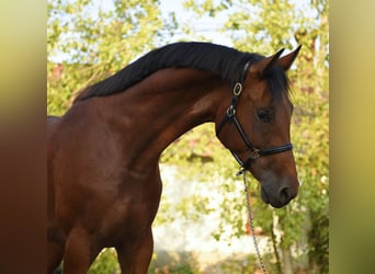 KWPN, Wałach, 4 lat, 170 cm, Gniada